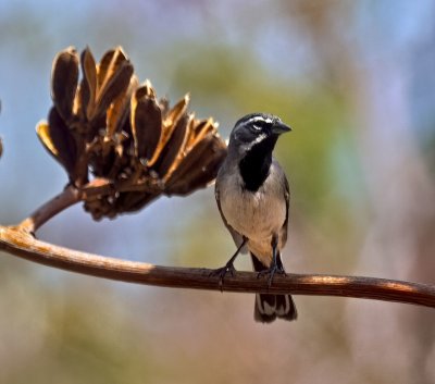 Black-throated Sparrow