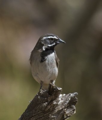 Black-throated Sparrow