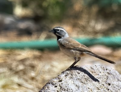 Black-throated Sparrow