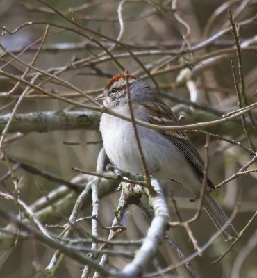 Chipping Sparrow