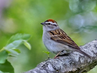 Chipping Sparrow