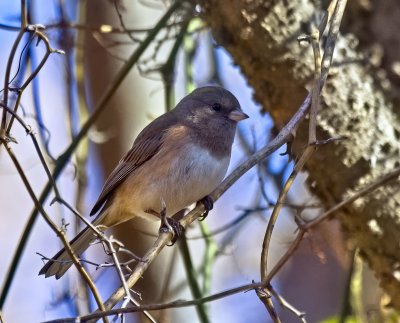 Dark-eyed Junco