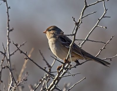 Field Sparrow
