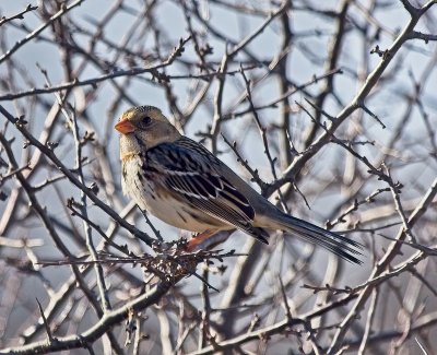 Harris's Sparrow