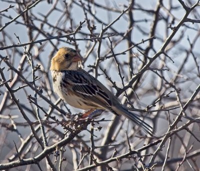 Harris's Sparrow