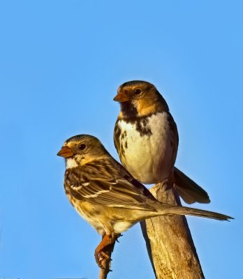 Harris's Sparrow