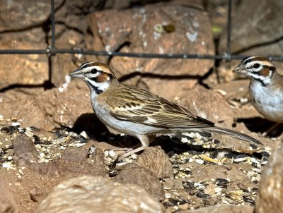 Lark Sparrow