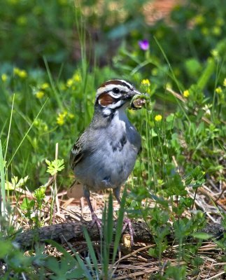 Lark Sparrow