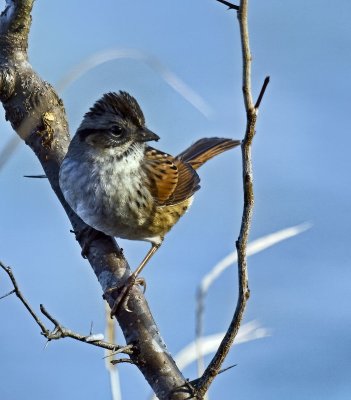 Swamp Sparrow