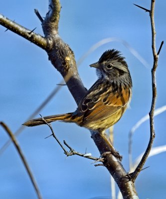Swamp Sparrow
