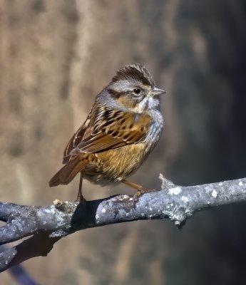 Lincoln's Sparrow