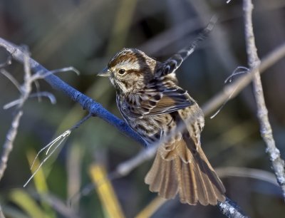 Lincoln's Sparrow