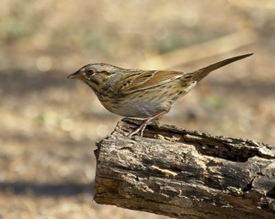 Lincoln's Sparrow