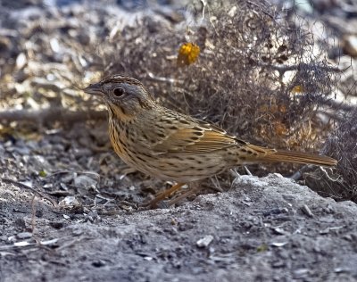 Lincoln's Sparrow