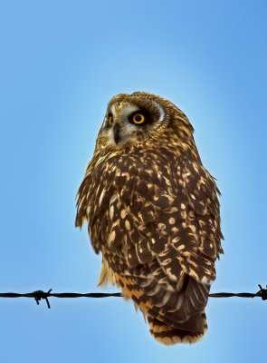 Short-eared Owl