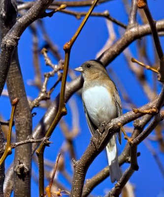 Dark-eyed Junco