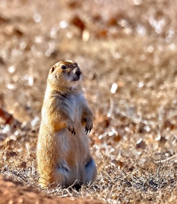Black-tailed Prairie Dog