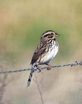 Song Sparrow