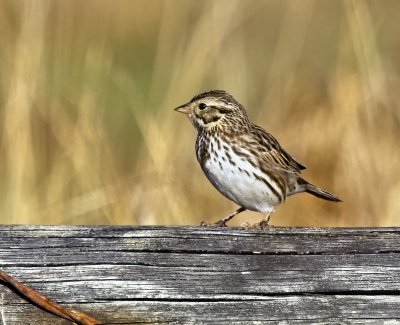 Song Sparrow