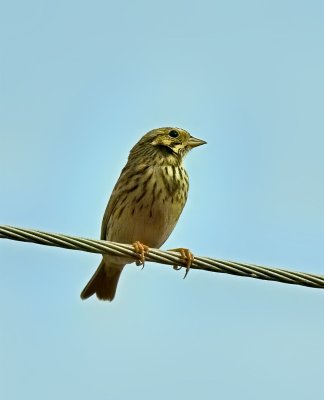 Vesper Sparrow