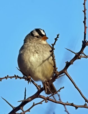 White-crowned Sparrow