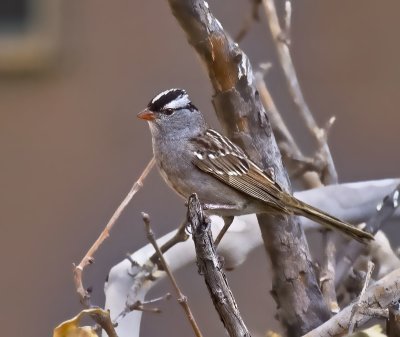 White-crowned Sparrow