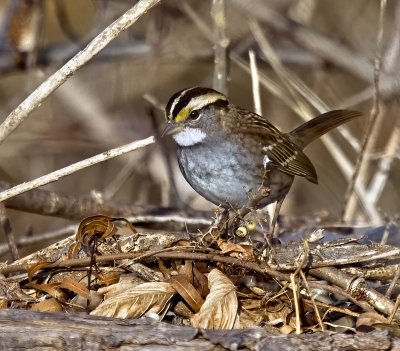 White-throated Sparrow
