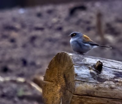 Yellow-eyed Junco