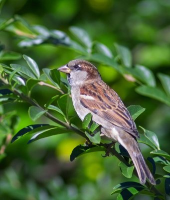 House Sparrow