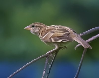 House Sparrow