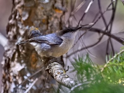 Pygmy Nuthatch