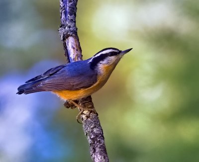 Red-breasted Nuthatch