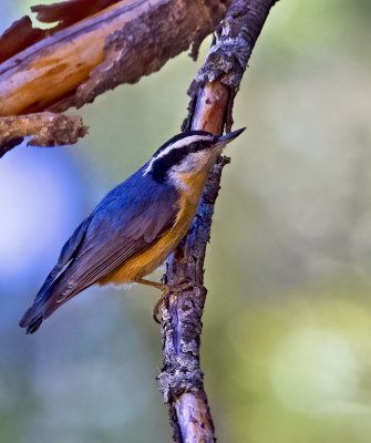 Red-breasted Nuthatch