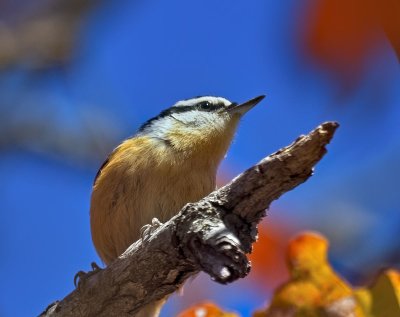 Red-breasted Nuthatch