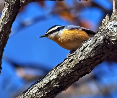 Red-breasted Nuthatch