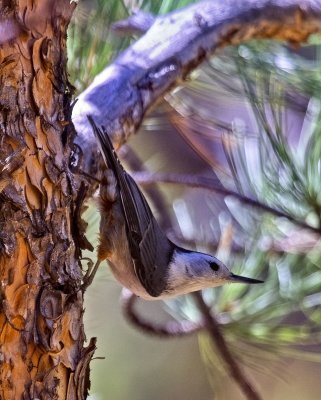 White-breasted Nuthatch