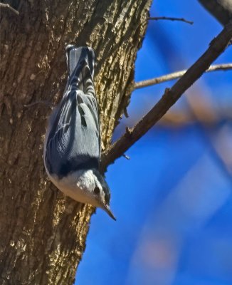 White-breasted Nuthatch