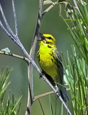 Prairie Warbler
