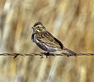 Savannah Sparrow
