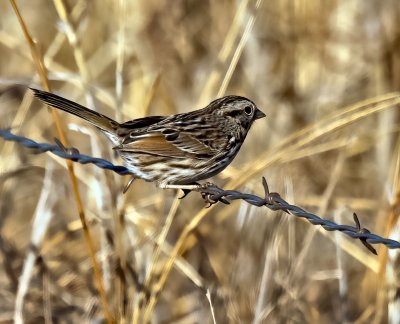Song Sparrow