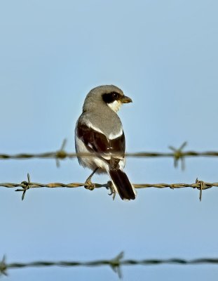 Loggerhead Shrike
