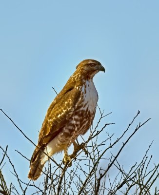 Red-tailed Hawk