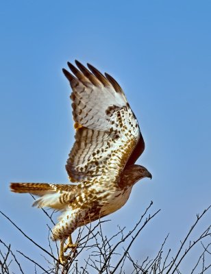 Red-tailed Hawk