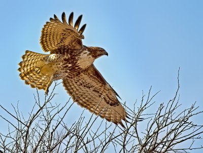 Red-tailed Hawk