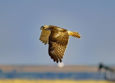 Red-tailed Hawk