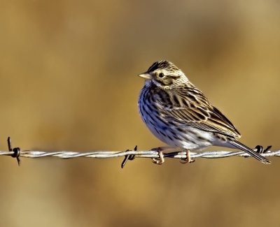 Song Sparrow