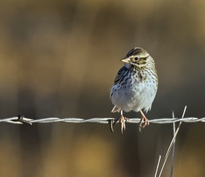 Song Sparrow