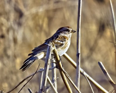 American Tree Sparrow