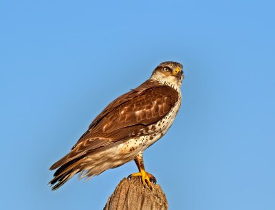 Ferruginous Hawk