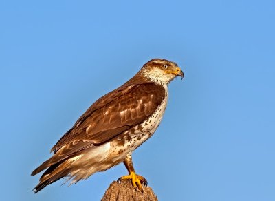 Ferruginous Hawk